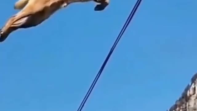 Dog jumping rumble shorts viral