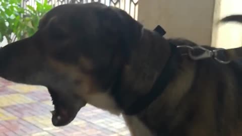 Dog asking for food in his language