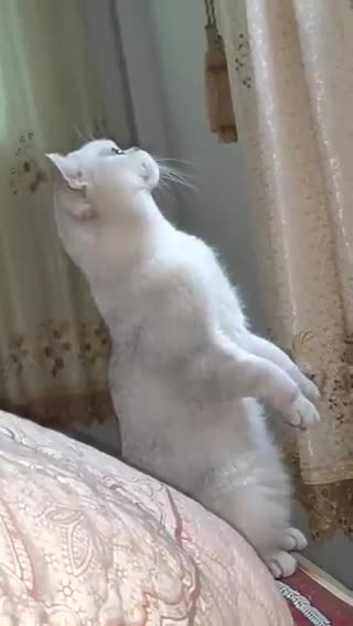 hi ...looking for funny animal videos ?