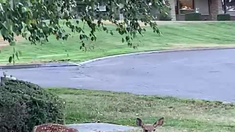 Two of the cutes babies fawns no mom in sight.