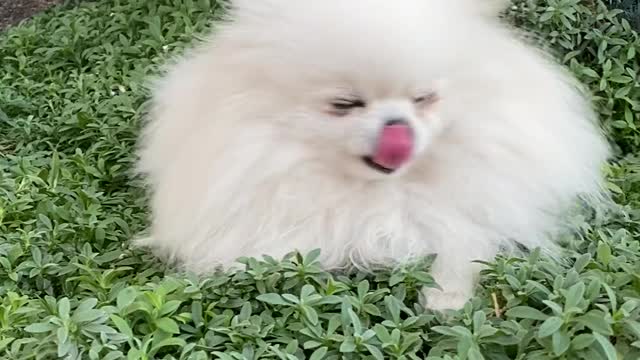 A small dog playing on grass