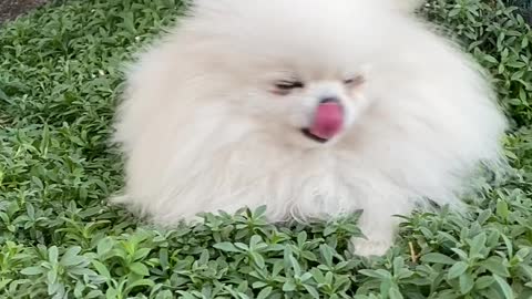 A small dog playing on grass