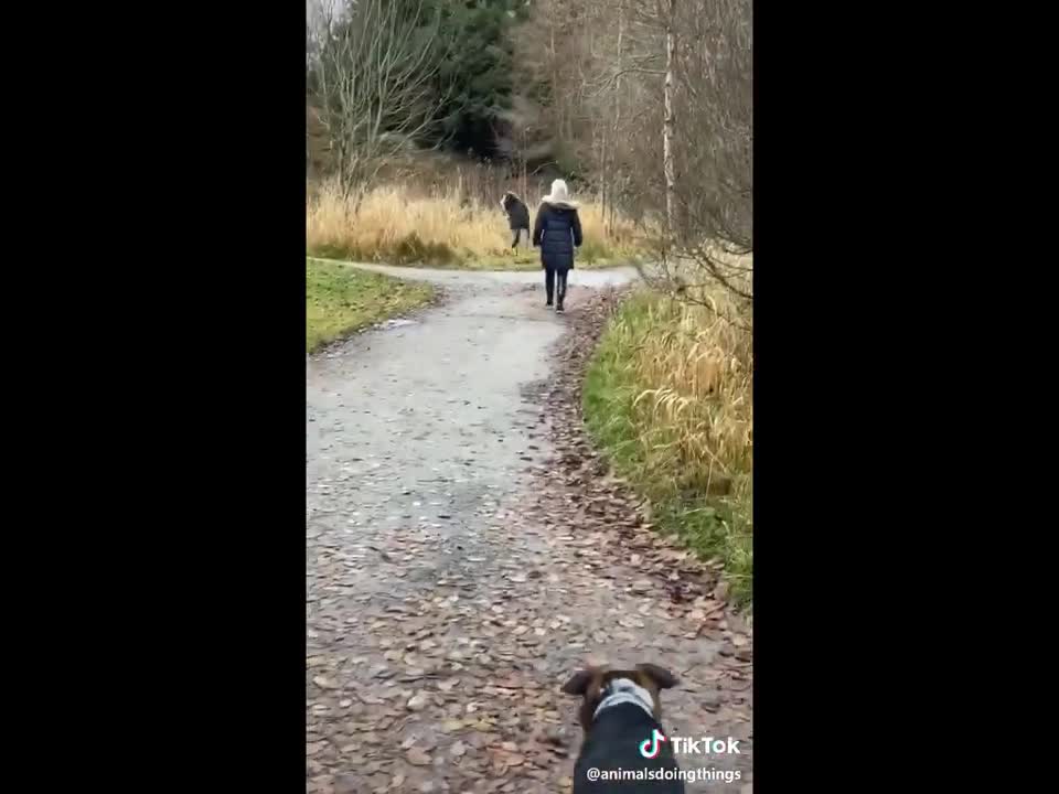 funny animals (3 minute funny) cats and dogs