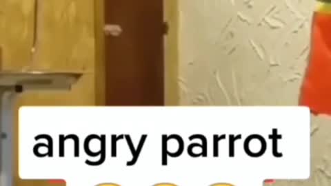 Angry Parrot 🤣🤣