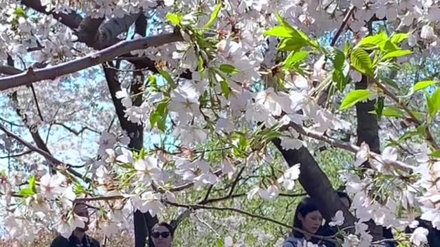 Cherry Blossoms in the United States #cherryblossom