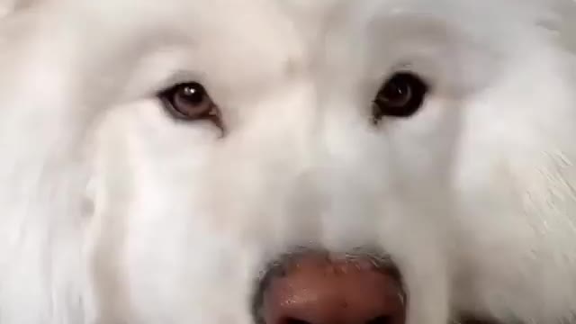 What this dog saying