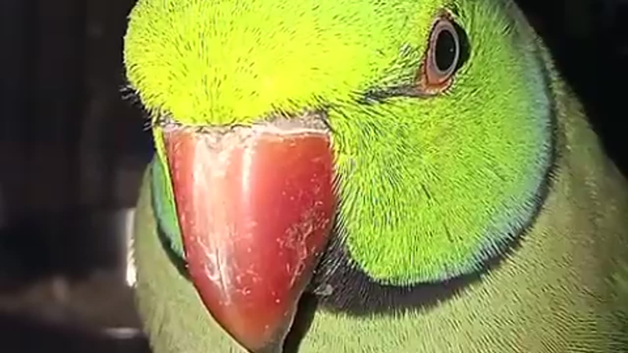 A cute Parakeet