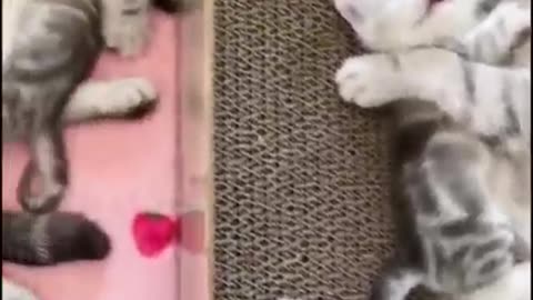 Awwww cuteness