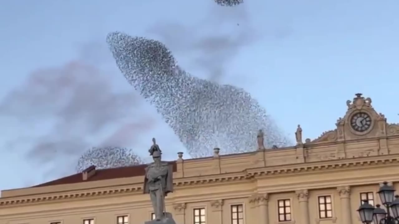 NOVEMBER 2023~MURMURATION STARLINGS IN THE CITY OF SASSARI ITALY