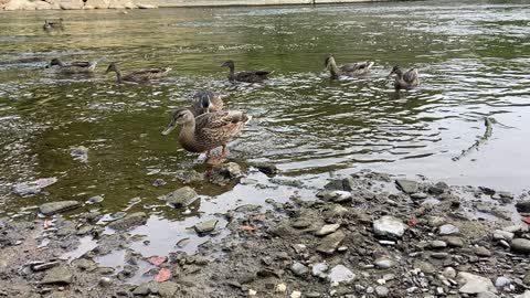 Ducks stopped by for a visit