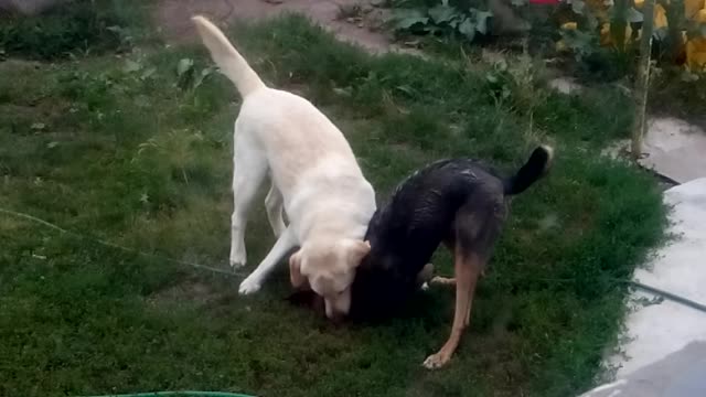 Dogs play together