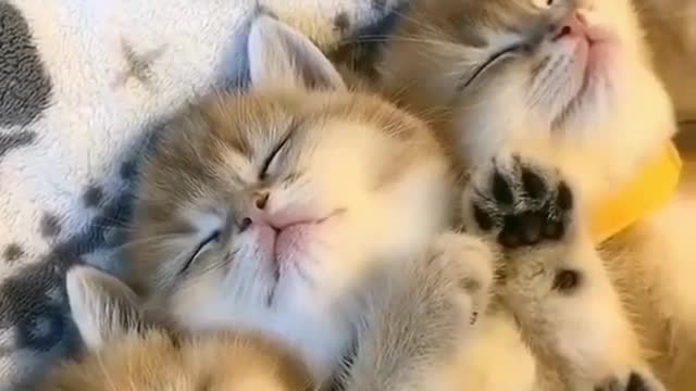 7 CUTE KITTENS