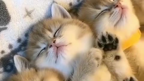 7 CUTE KITTENS