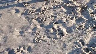 Rhodesian Ridgeback - Beach Fun 2