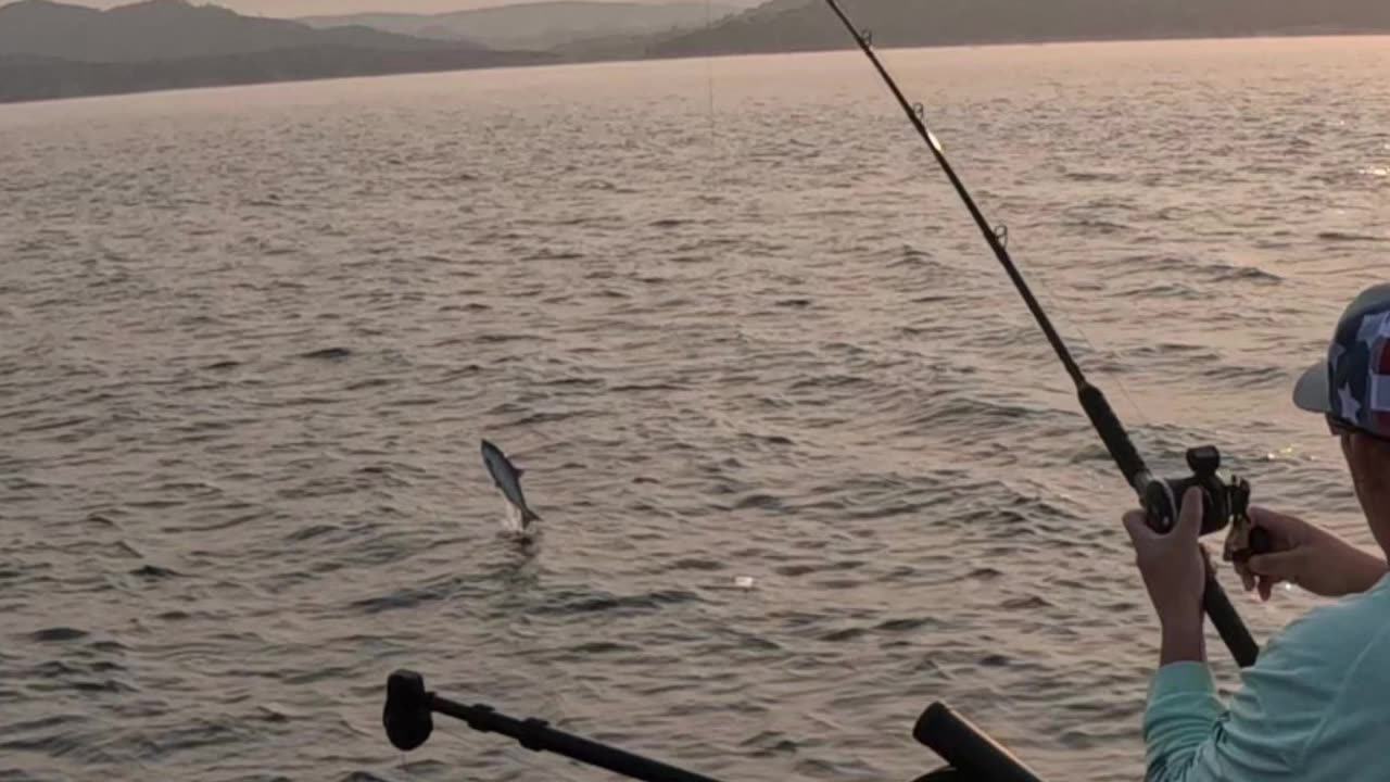 Folsom Lake King