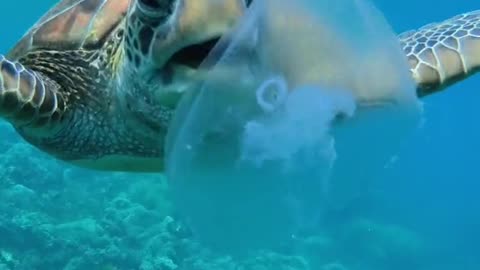This is why plastic bags ain’t no good for turtles…