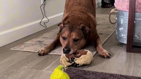 Dog Playing with Bird Friend: Adorable Bond