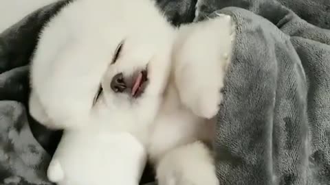 A dog that sleeps lying down