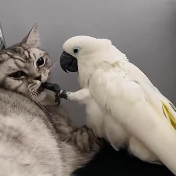 🐰 Funniest Animals 🦁 I--🐭 Awesome Funny 🐮 Pet Animals 🐯 Life Videos 🐼 Most cute and funny animals 😹