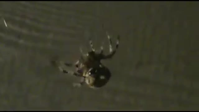 Big spider spins a web on my front porch