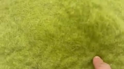Cat funny video 😄