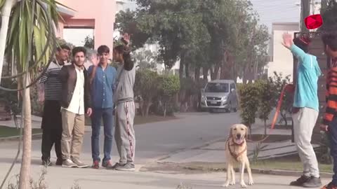 funny dog prank videos