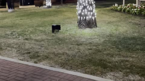 Garden lights at night in Edmonton