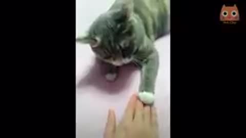 Gatitos divertido