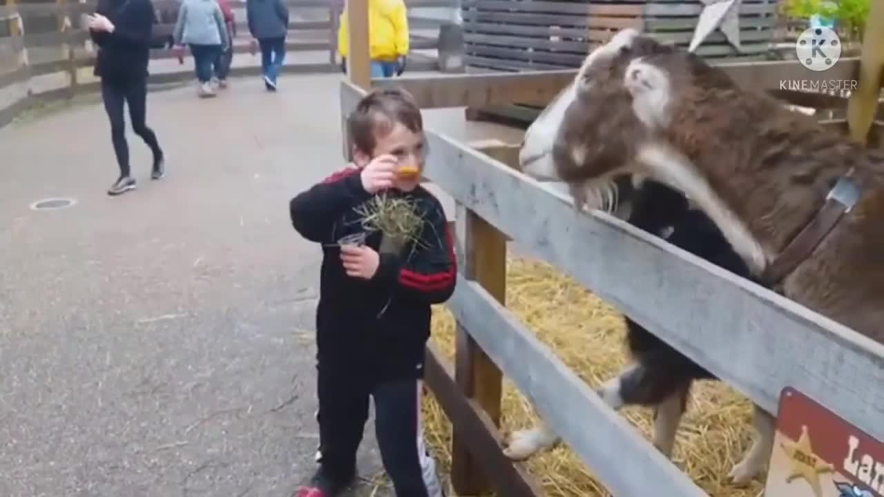 Best Funny Animal Videos 2022- Funniest😾 Dogs And Cats Videos🤣