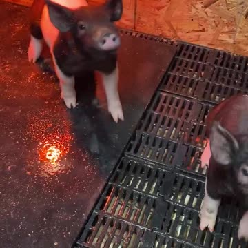 Piglets Sit