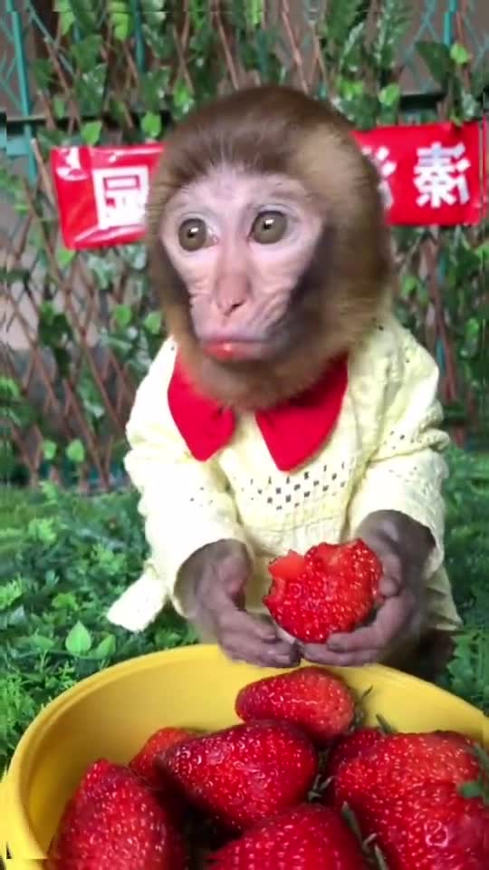 monkey loves strawberry more than anything