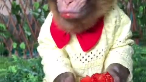 monkey loves strawberry more than anything