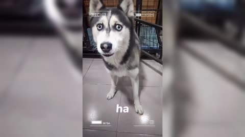 the funny pet