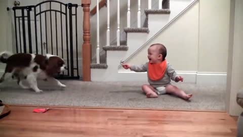 Adorable laughing baby and Cavalier King