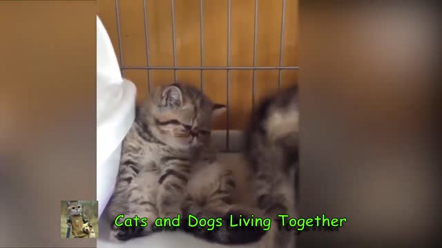 Cats and Dogs Living Together #2