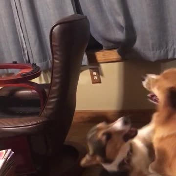 Pepper and Max Round Two.