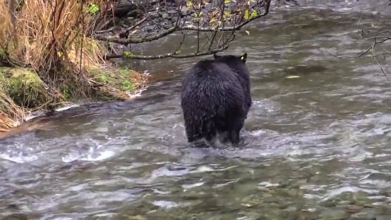 Watch the chase of the black bear