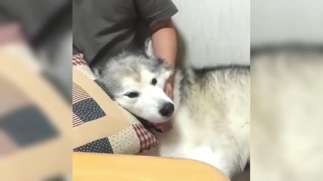 Husky: Don't play with my throat