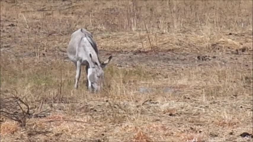 burro en el campo