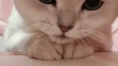 Lovely cat eating foods