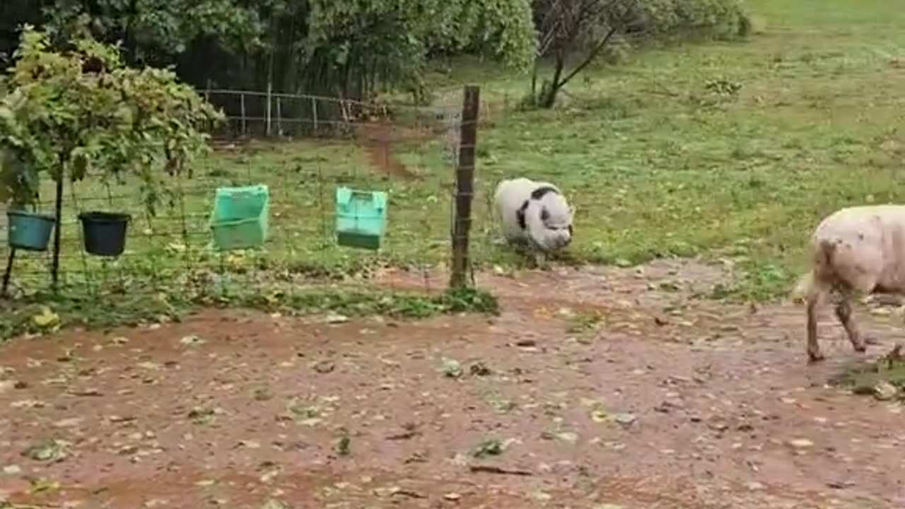 Barnyard animals survive the hurricane and are overjoyed to see owners