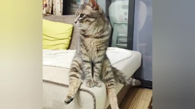 Cat video