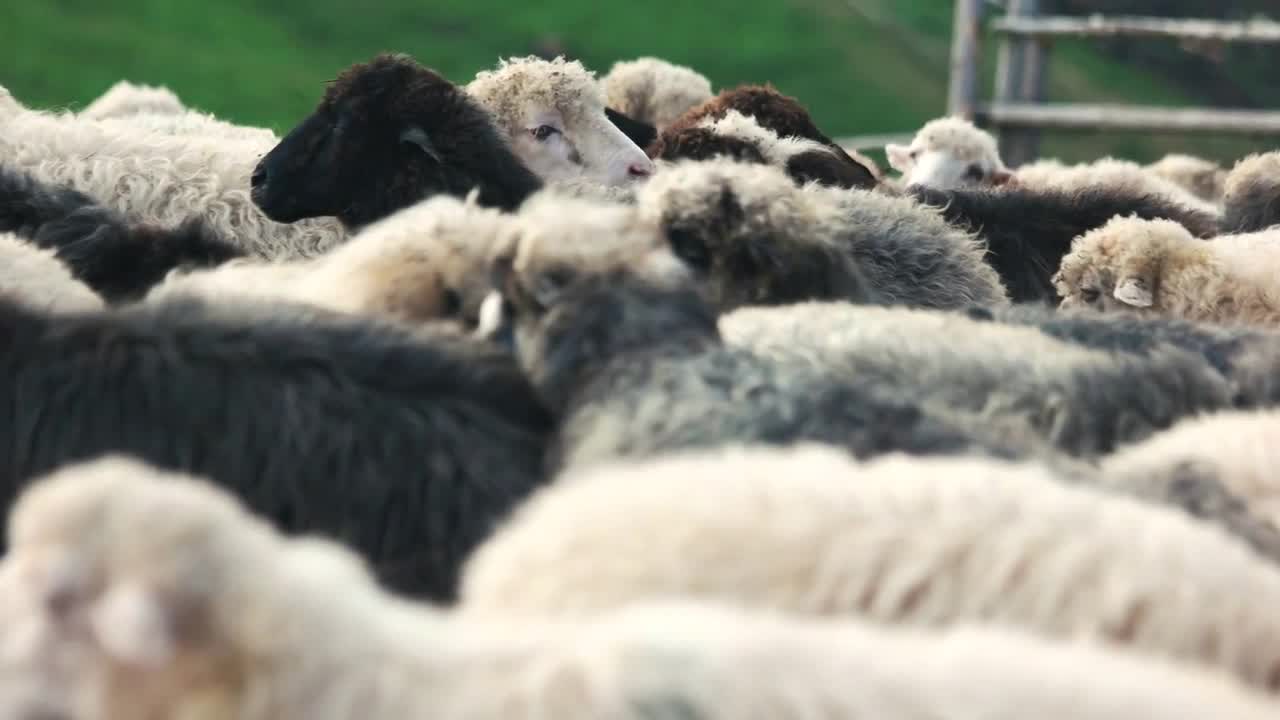 Herd of sheep on pasture close up. Domestic animals outdoors. Cattle breeding in countryside