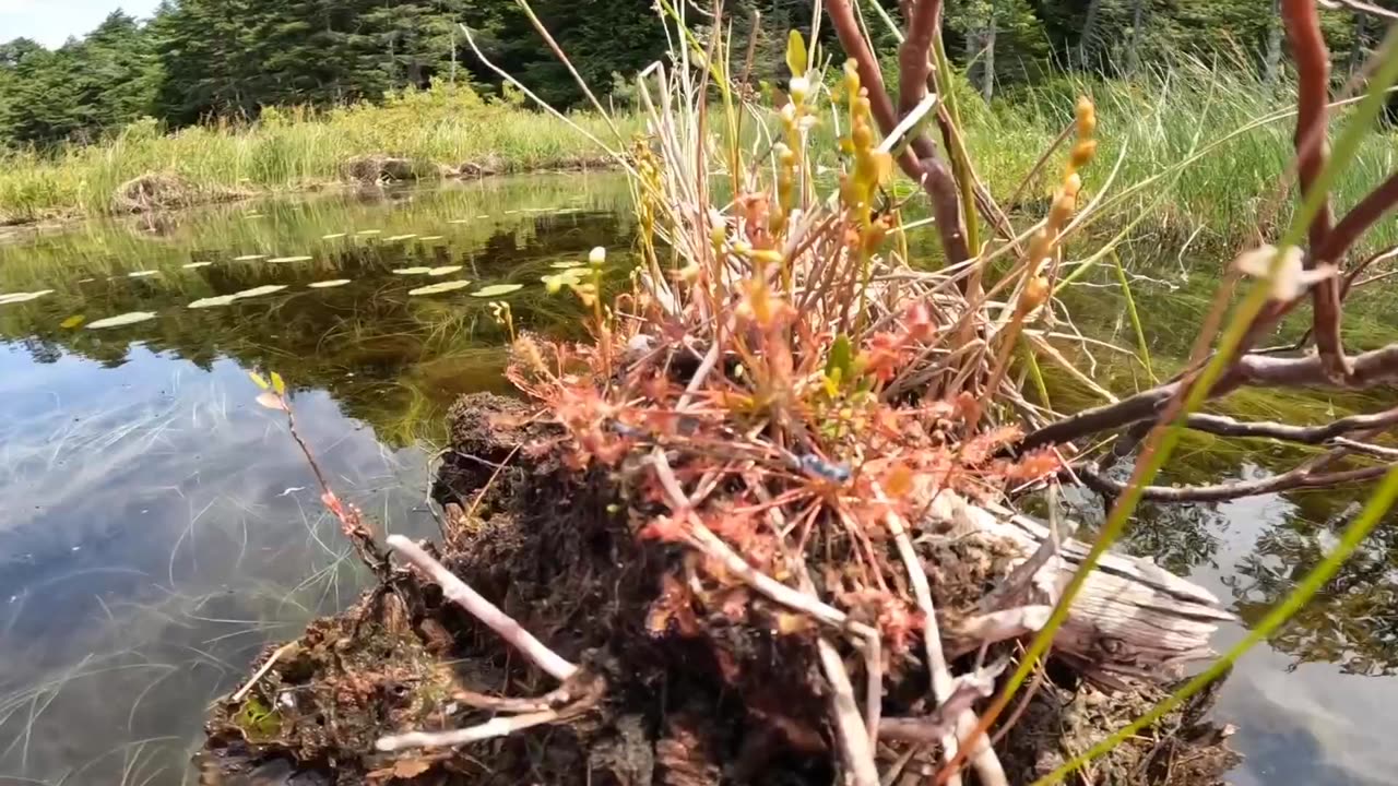 Round-leaved sundew