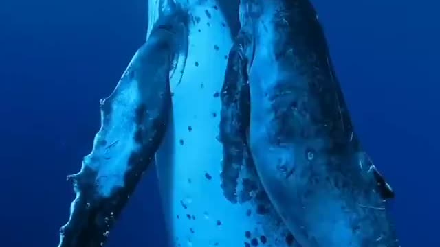 mother whale with her calf swimming in the sea