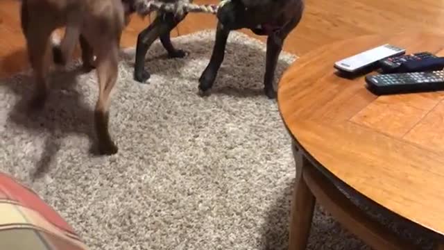 Two pits fighting for chew toy