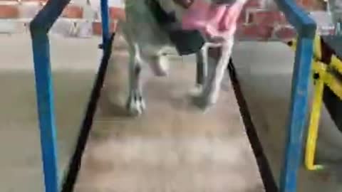 Dog Training on Treadmill | Funny Dog Training on Treadmill