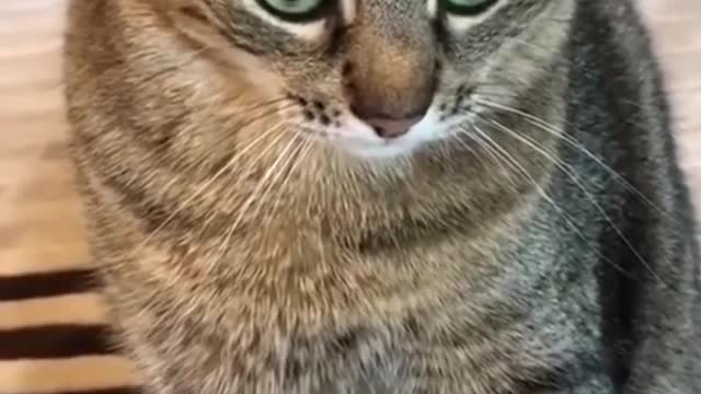 very funny videos with cats