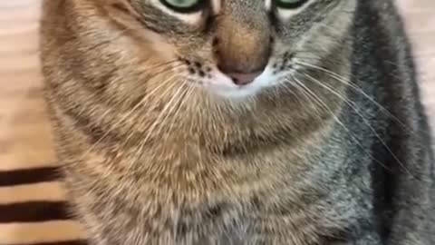 very funny videos with cats