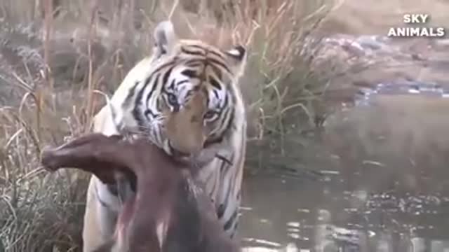 Tiger Ambush Impala - Amazing Animals Fight In The Wild